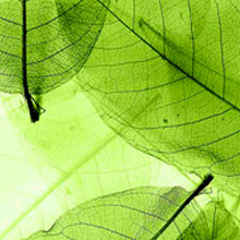 85-0010/Standard Листья зеленые